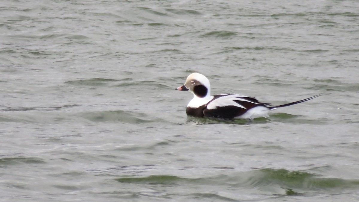 Long-tailed Duck - ML501971721