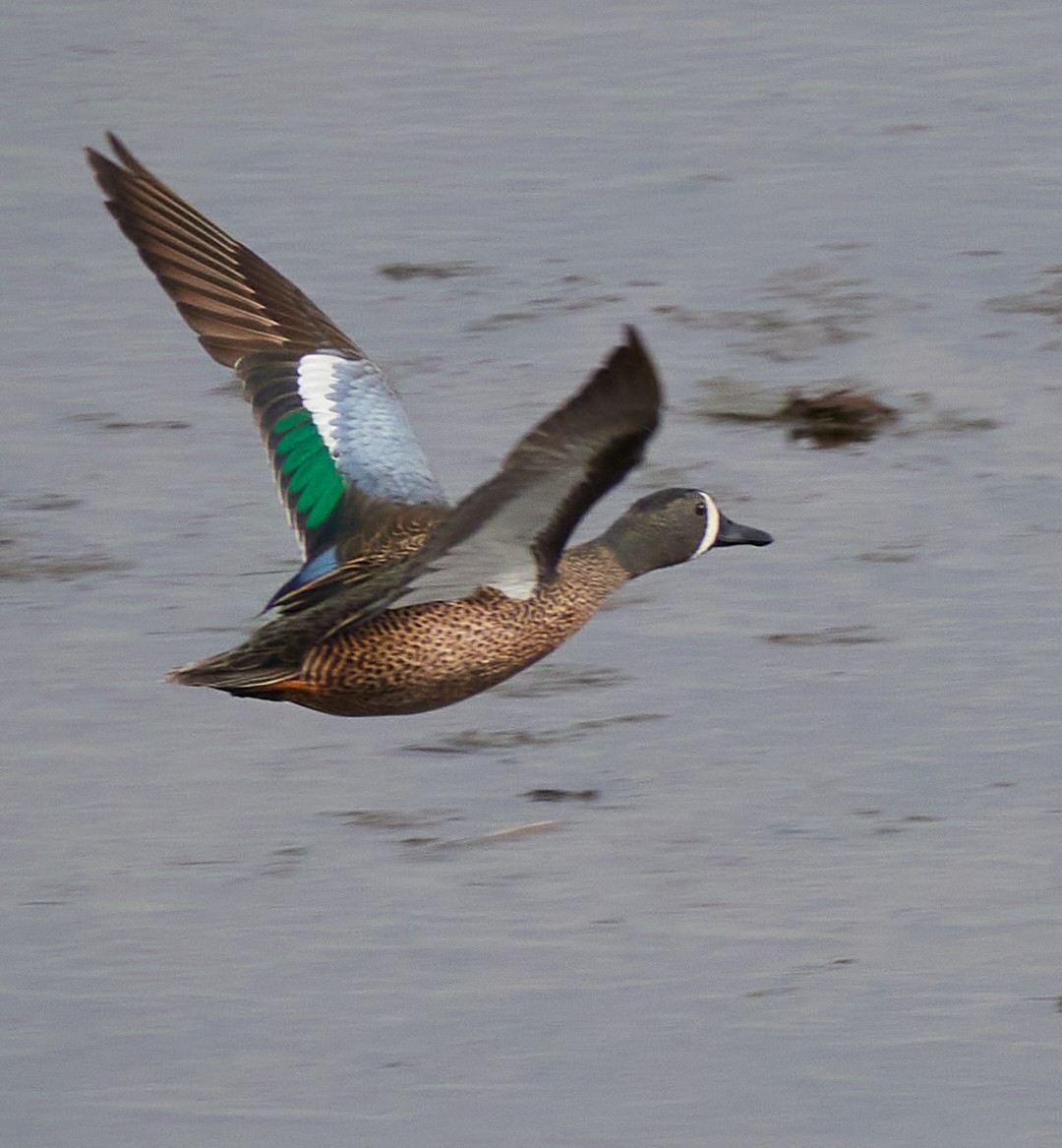 Blue-winged Teal - ML501975651