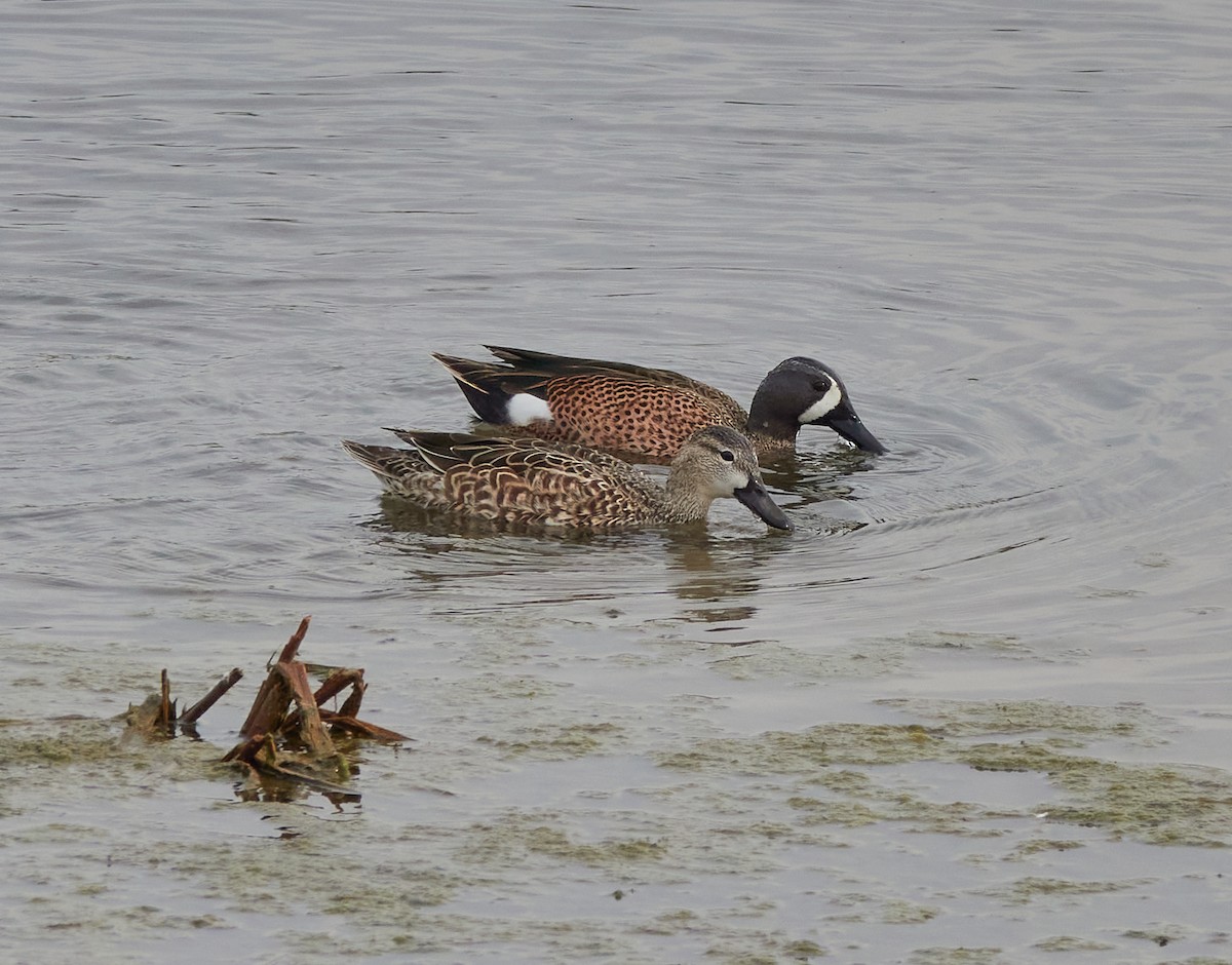 Blue-winged Teal - ML501975671