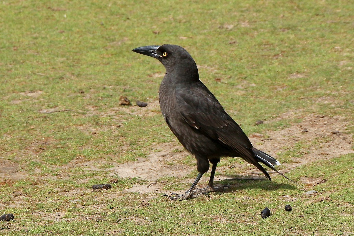 Black Currawong - Pauline and Ray Priest