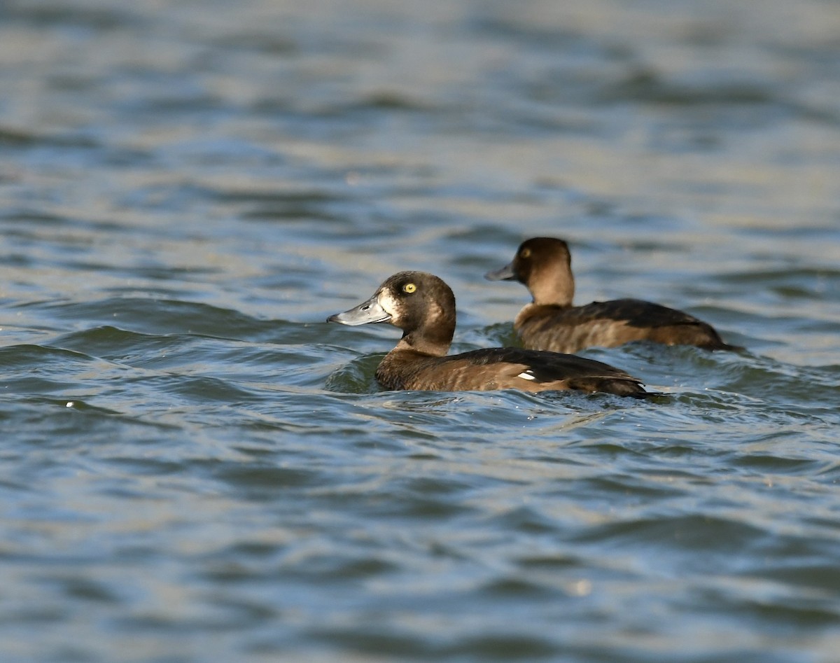 Greater Scaup - ML501979901