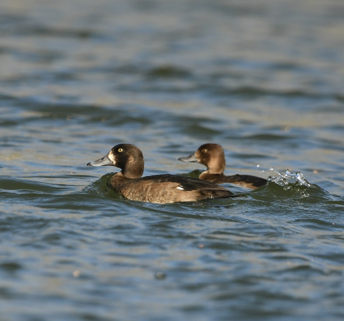 Greater Scaup - ML501980281