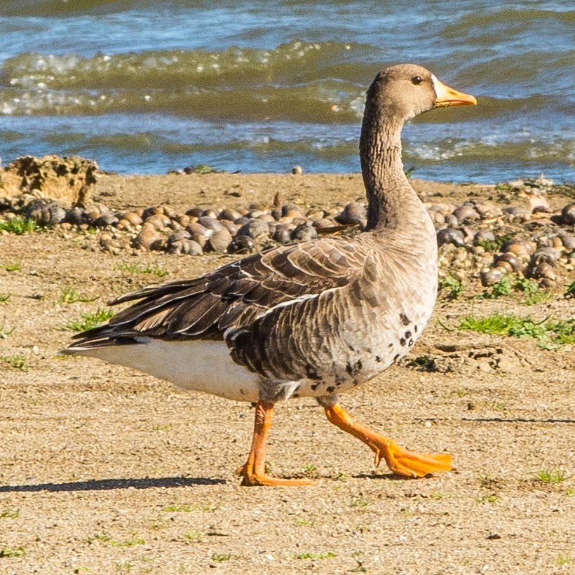 Greater White-fronted Goose - ML501981581