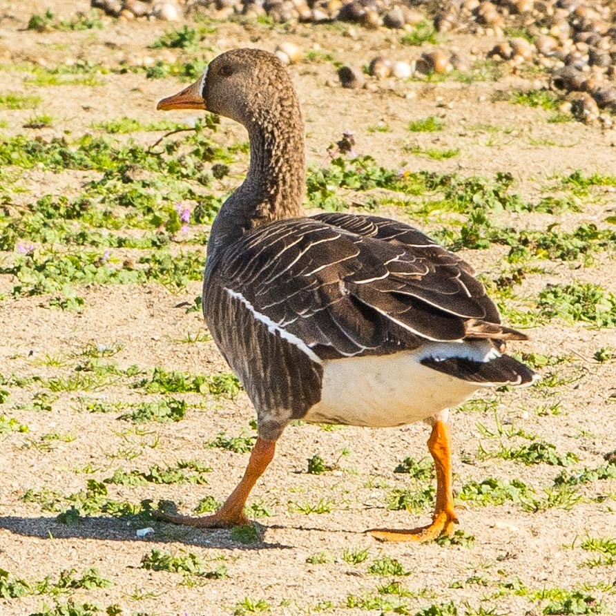 Greater White-fronted Goose - ML501981661