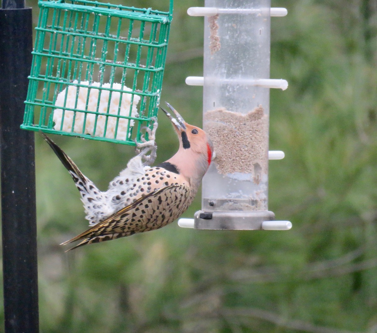 Northern Flicker (Yellow-shafted) - Ann Tanner