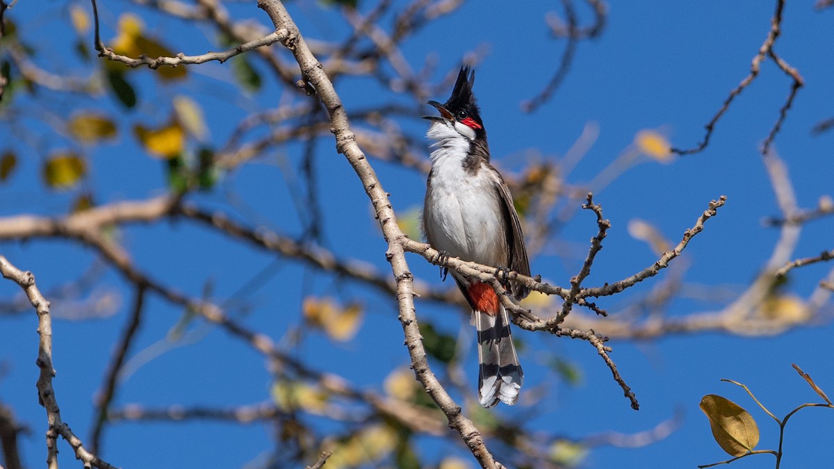Red-whiskered Bulbul - Thierry NOGARO