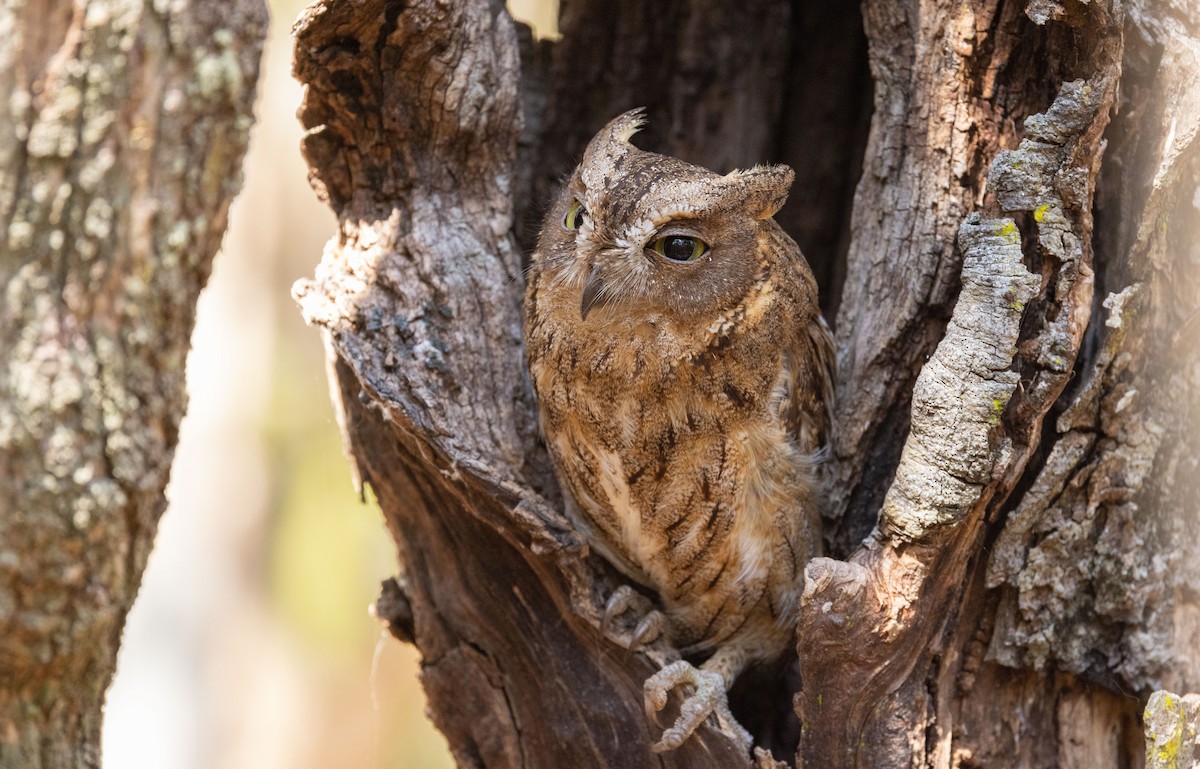 Madagascar Scops-Owl (Torotoroka) - ML501995011