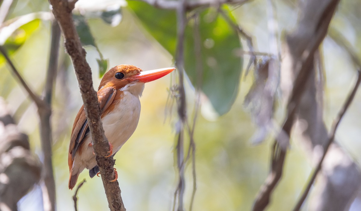 Madagascar Pygmy Kingfisher - Ian Davies