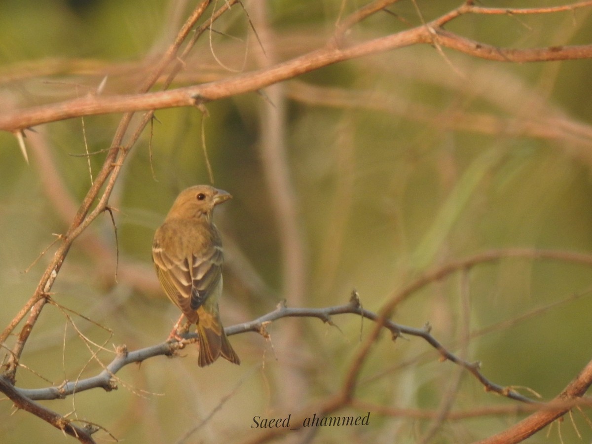 Red-headed Bunting - ML501997211