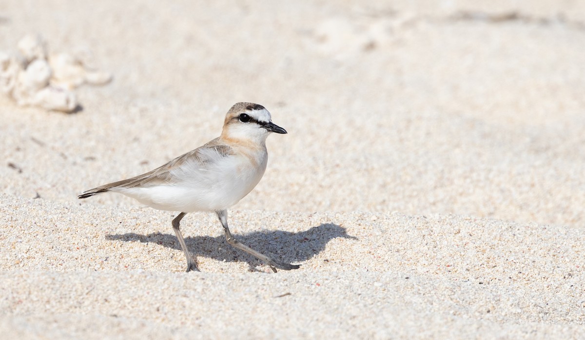 White-fronted Plover - ML501997261