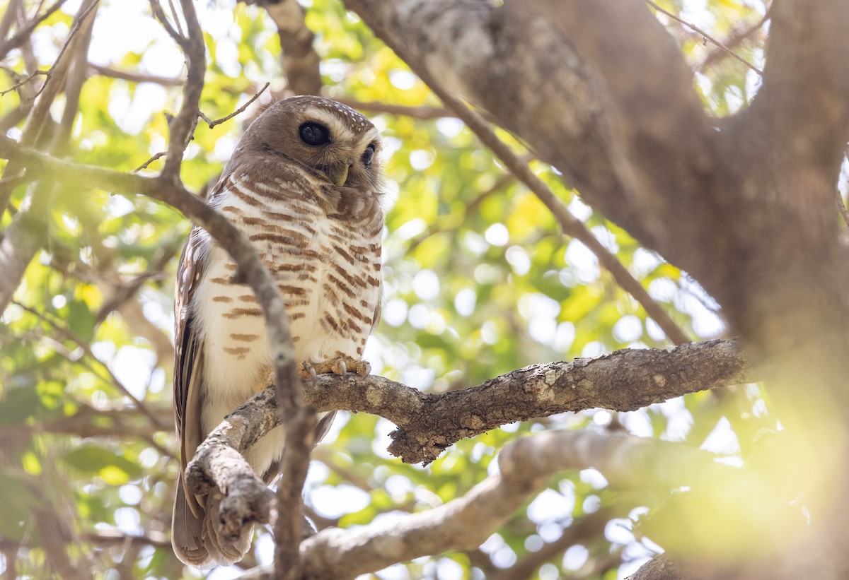 White-browed Owl - Ian Davies