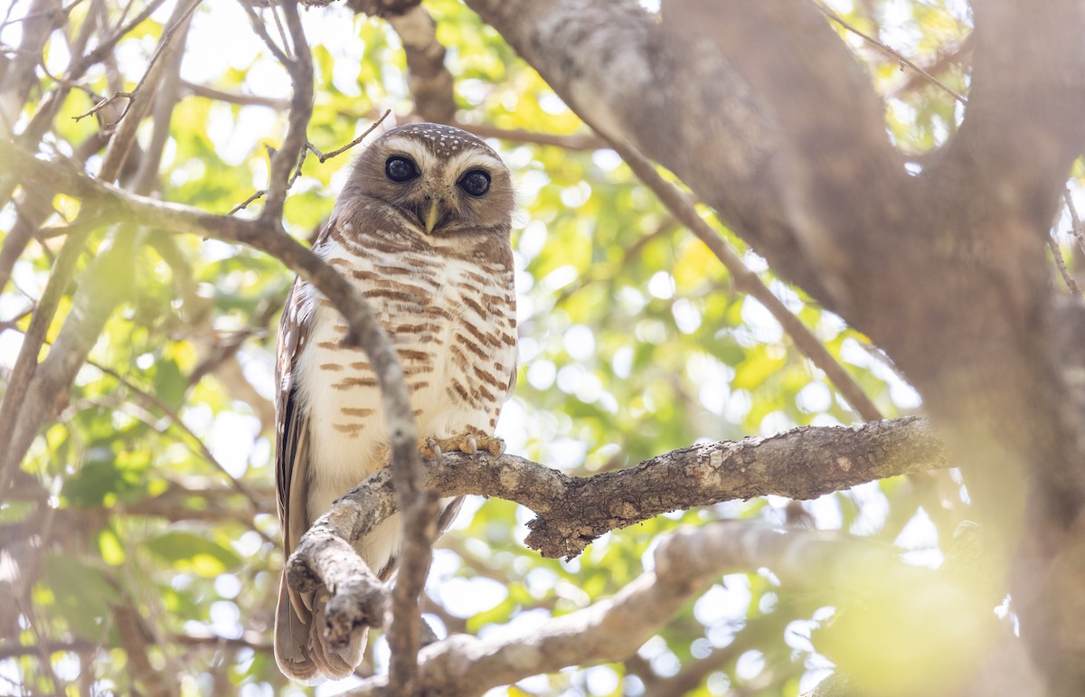 White-browed Owl - ML501998061