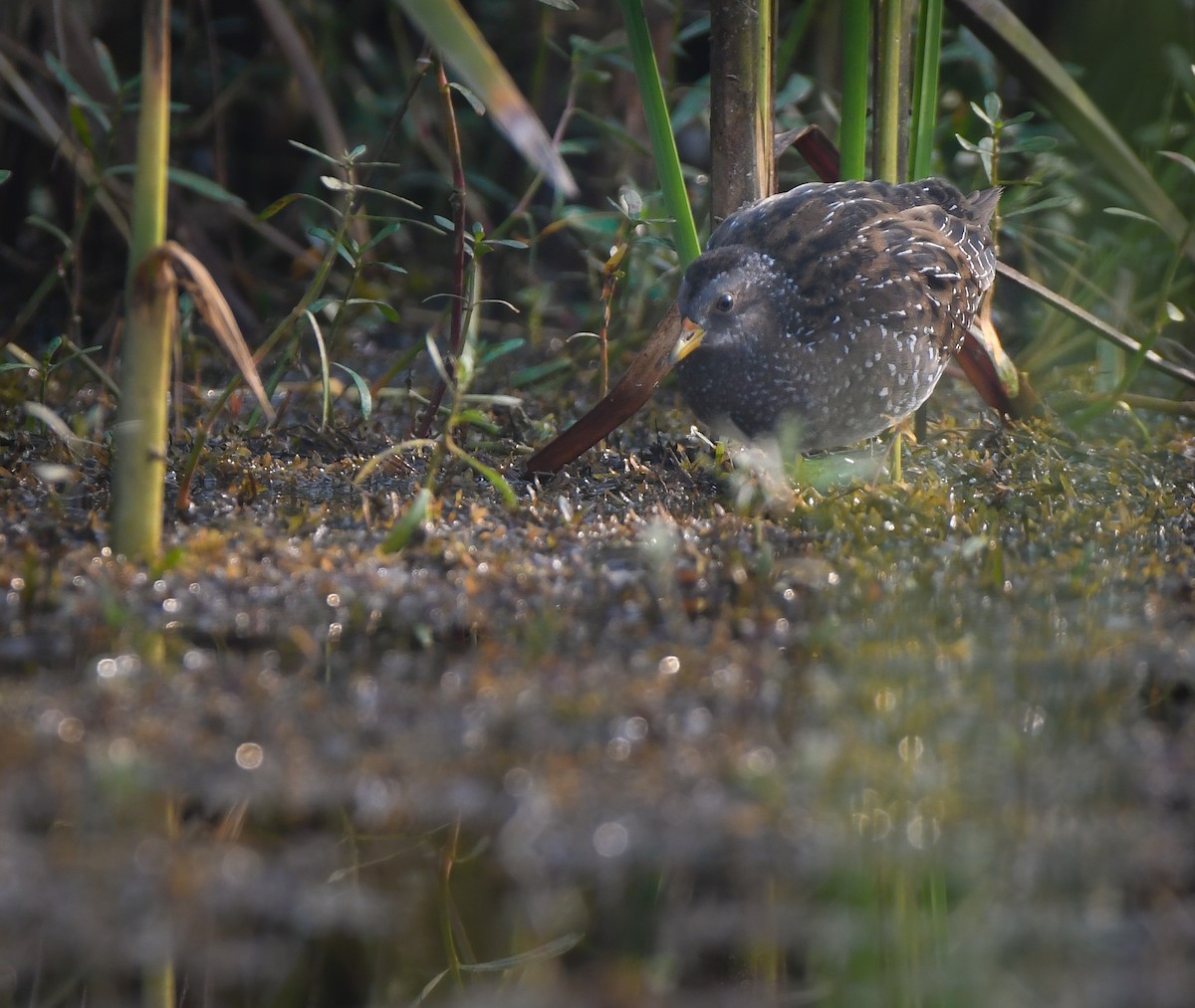 Spotted Crake - ML502000511