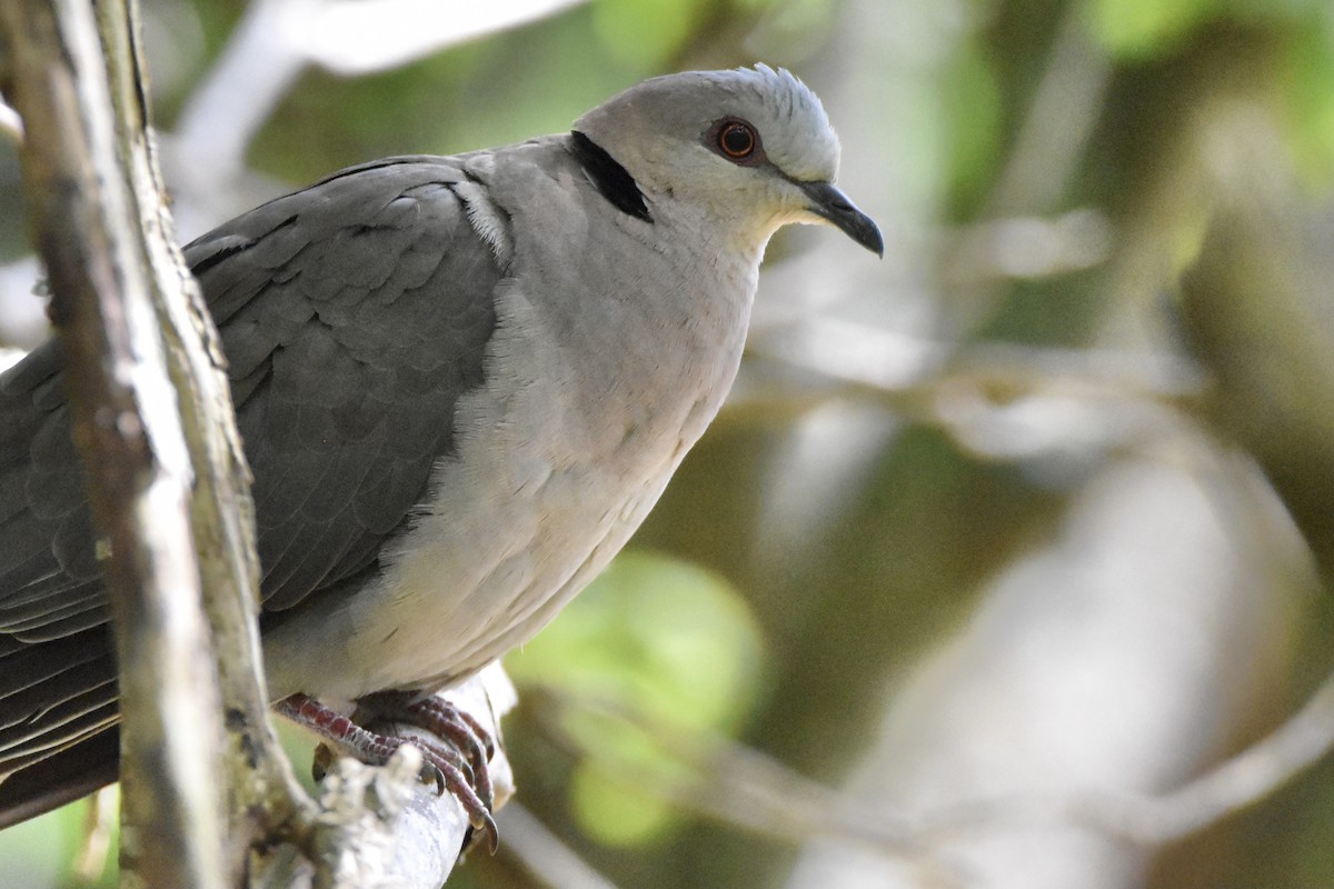 Red-eyed Dove - ML502002301