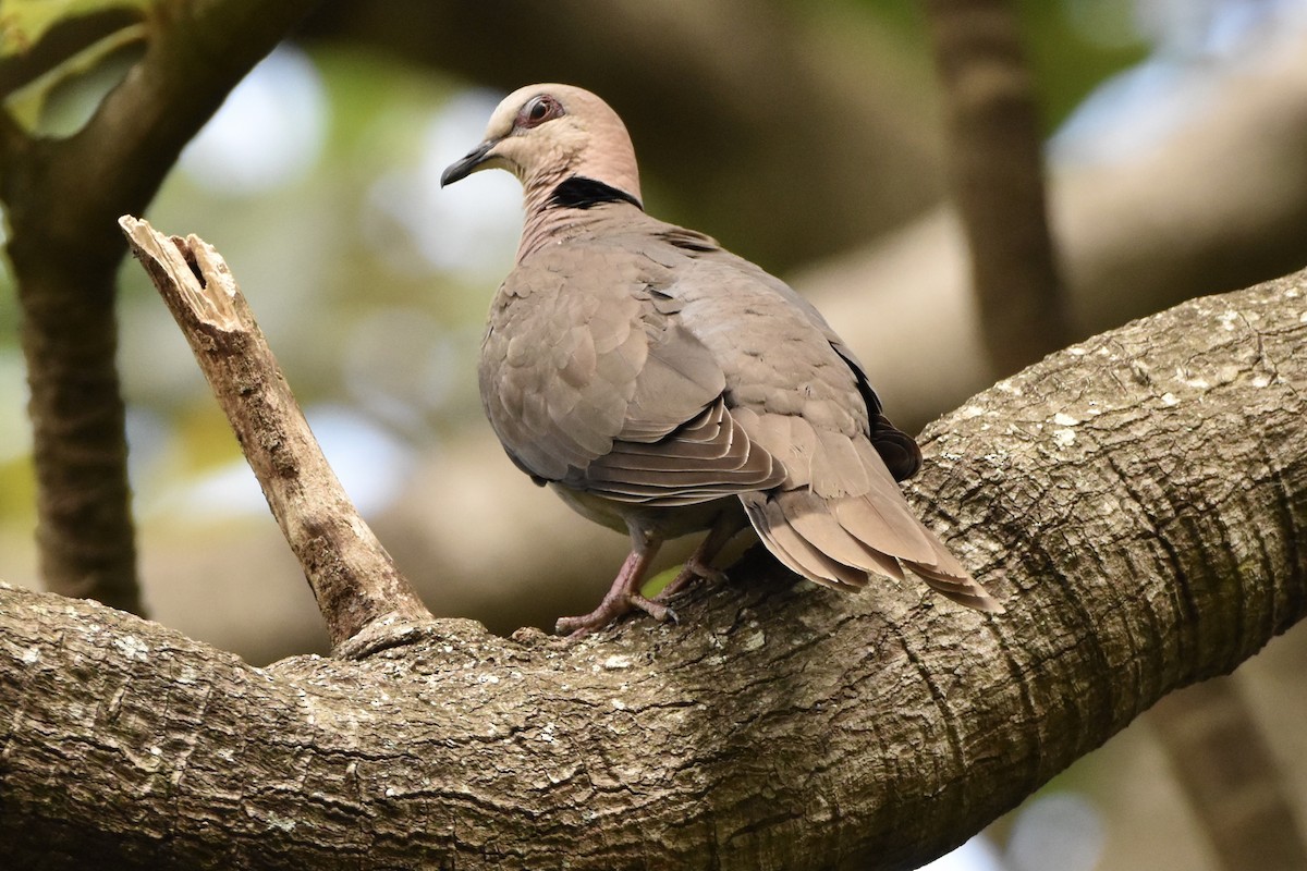 Red-eyed Dove - ML502002311
