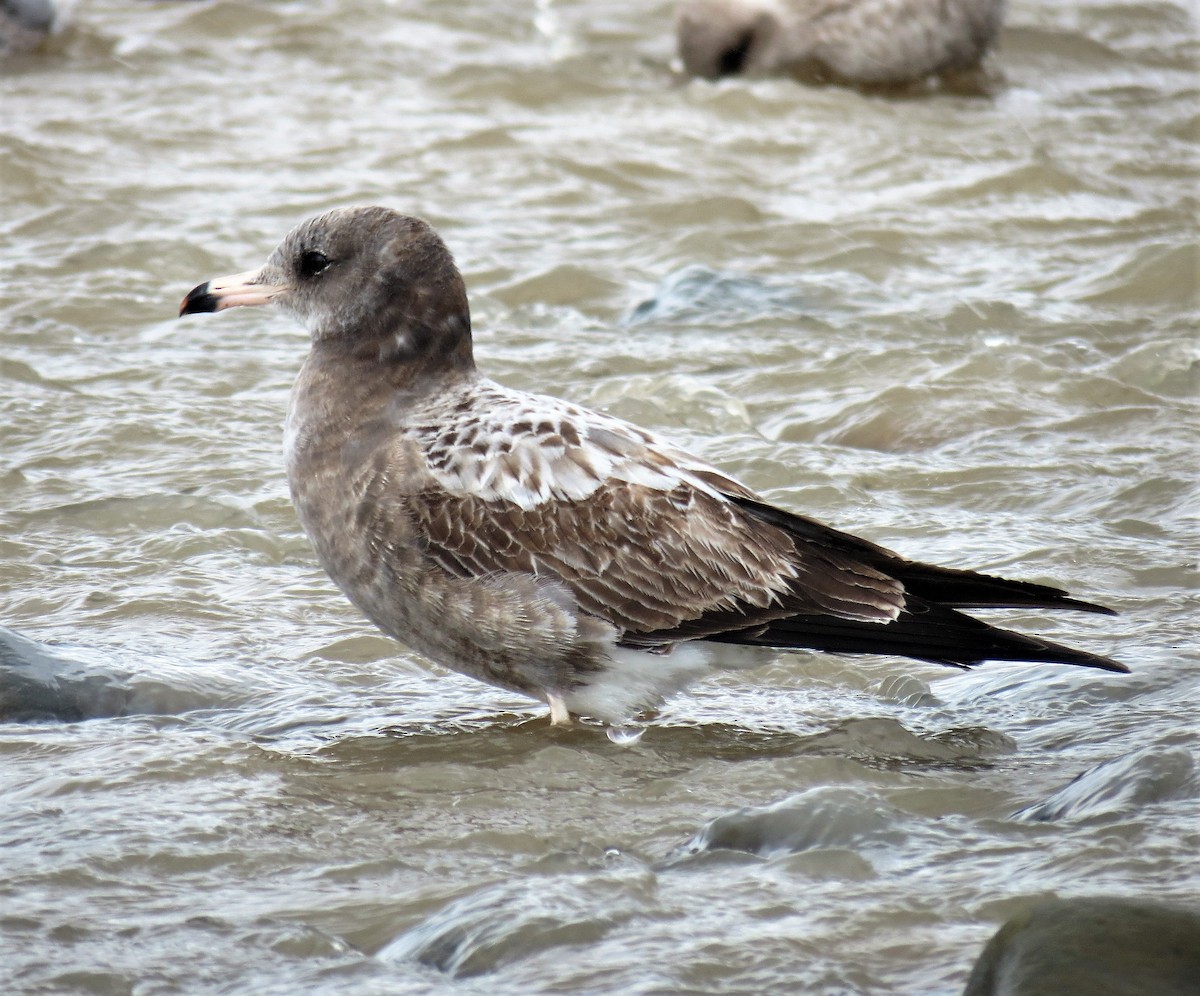 Black-tailed Gull - Chris Hayward