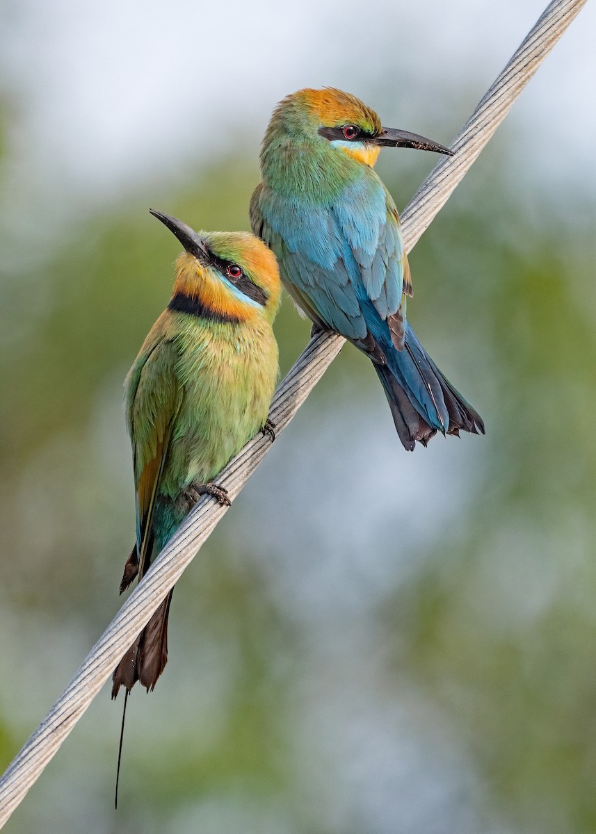 Rainbow Bee-eater - ML502004921