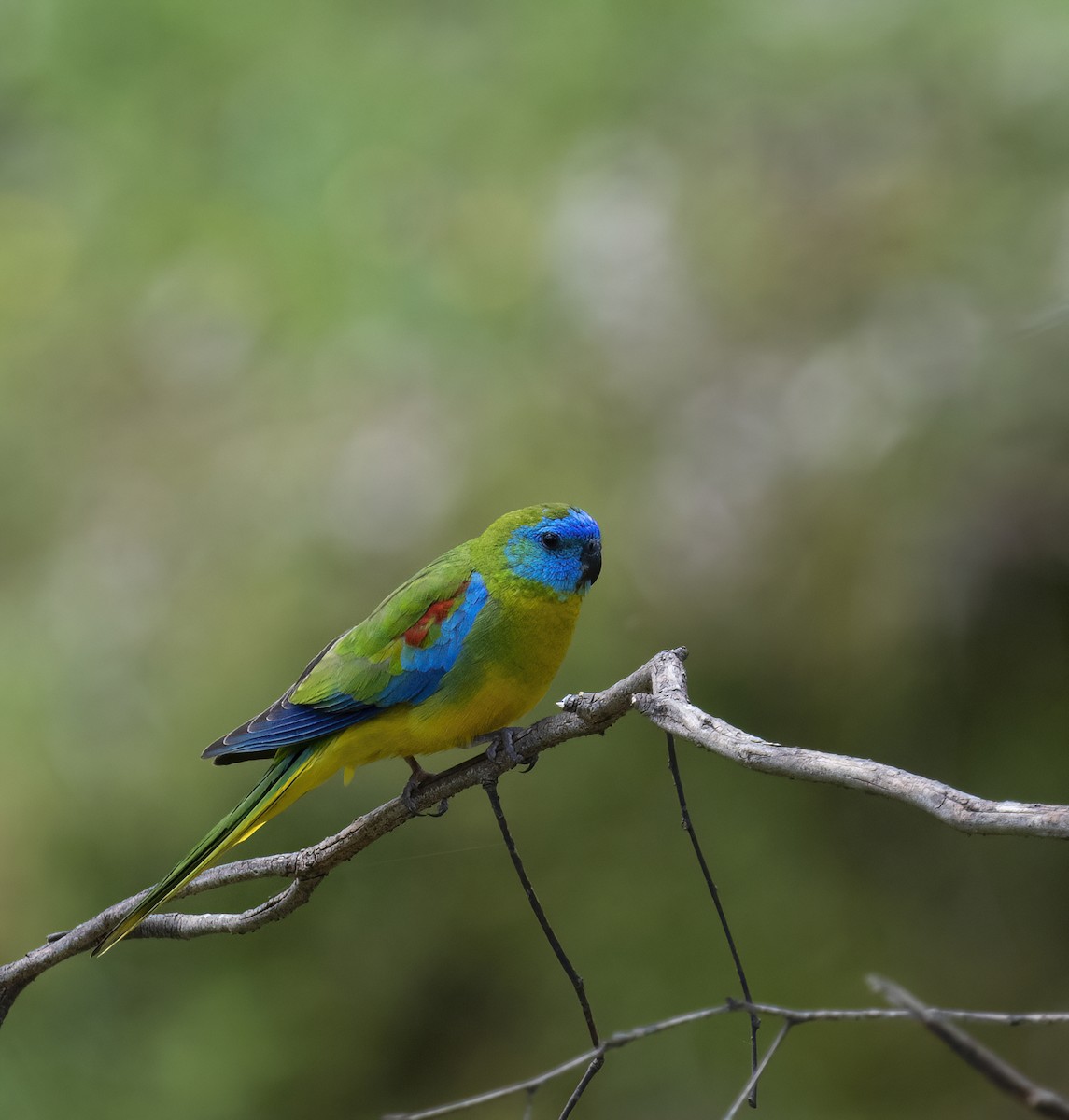Turquoise Parrot - ML502010931