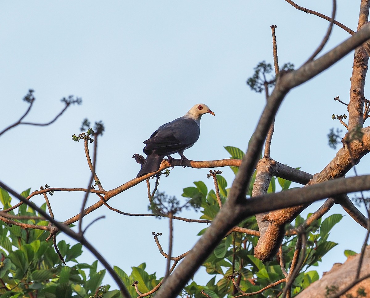 Andaman Wood-Pigeon - ML502012411