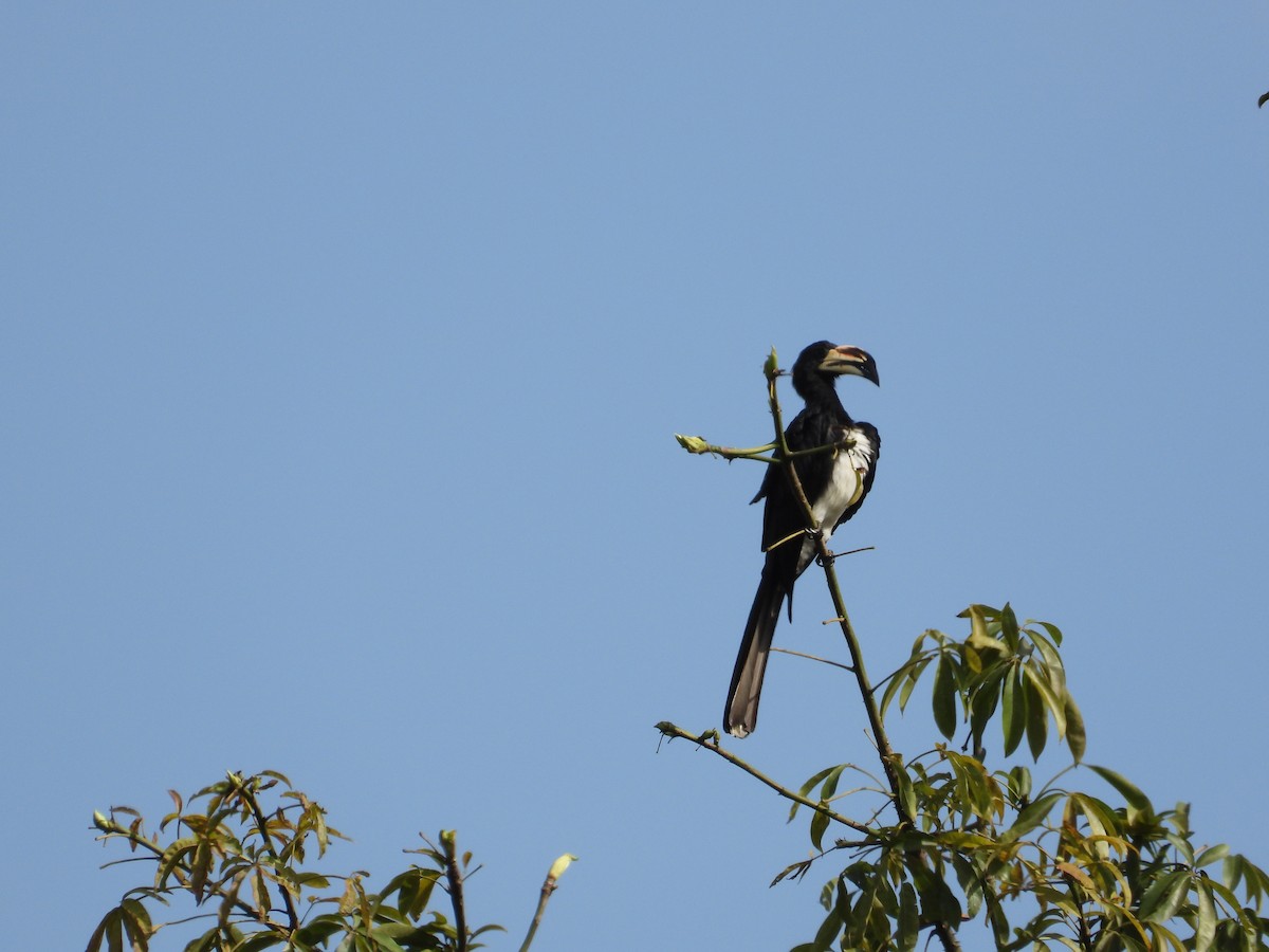 West African Pied Hornbill - Erin Cole