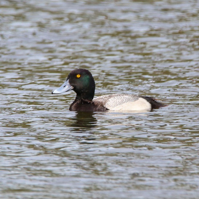 Greater Scaup - ML50201511