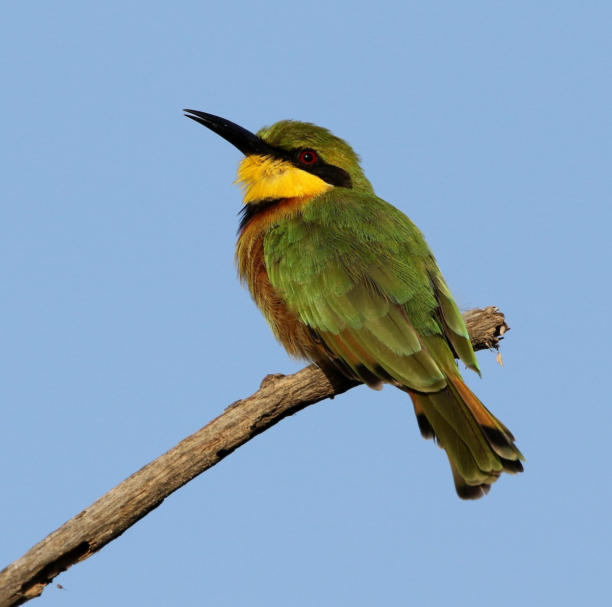 Little Bee-eater - ML502015561