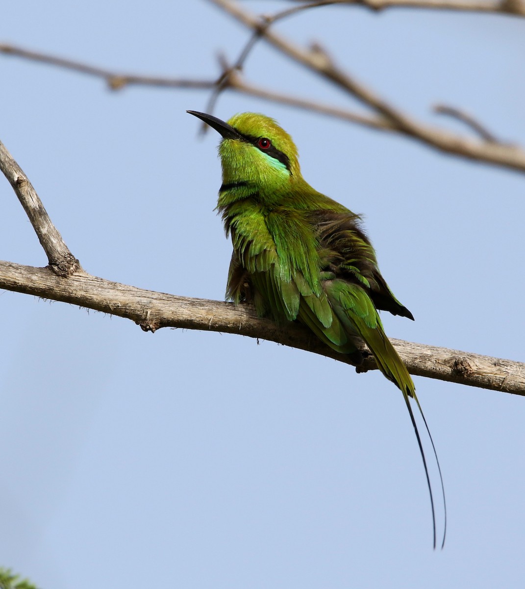 African Green Bee-eater - Paul Lenrumé