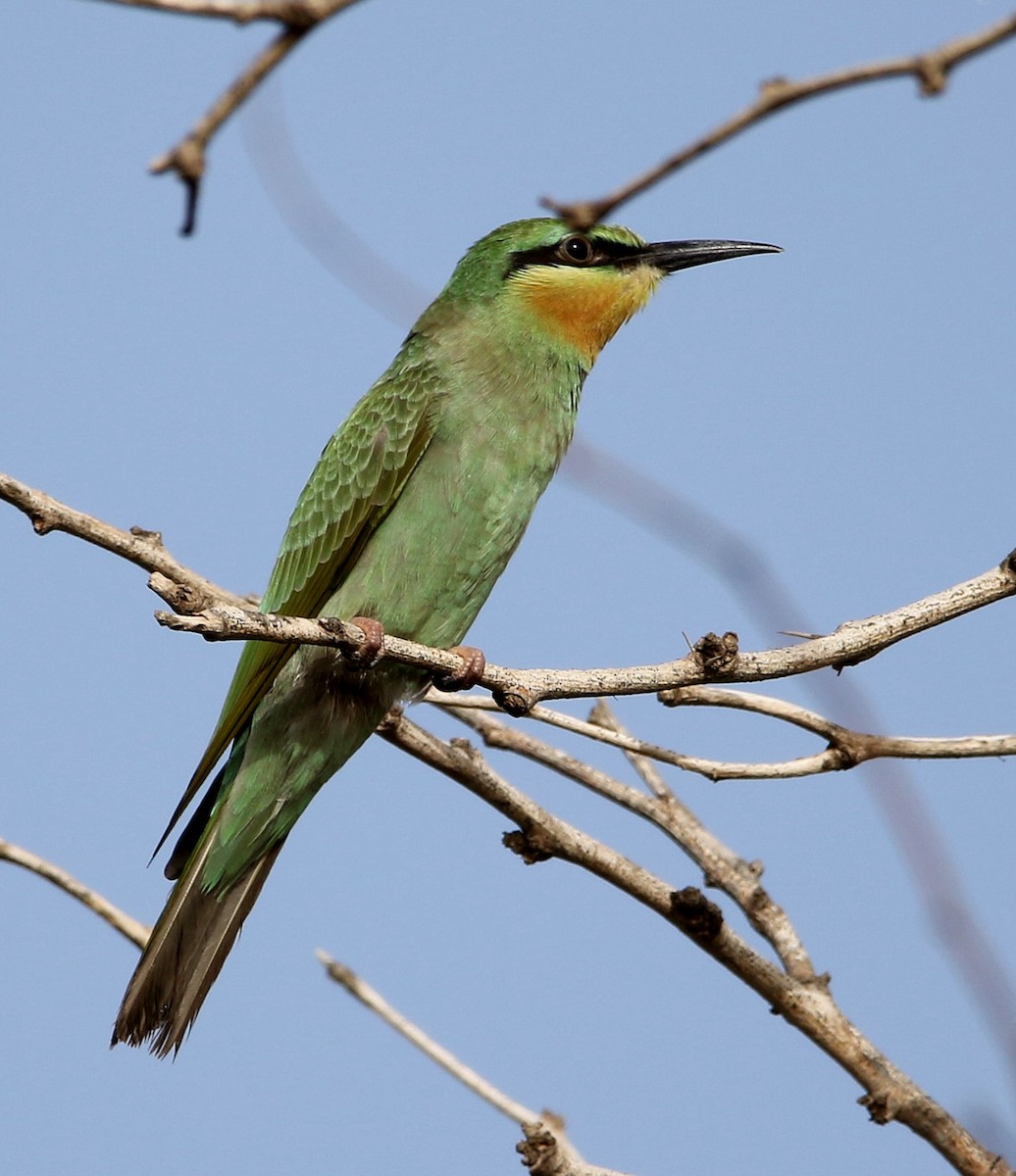 Blue-cheeked Bee-eater - ML502016521