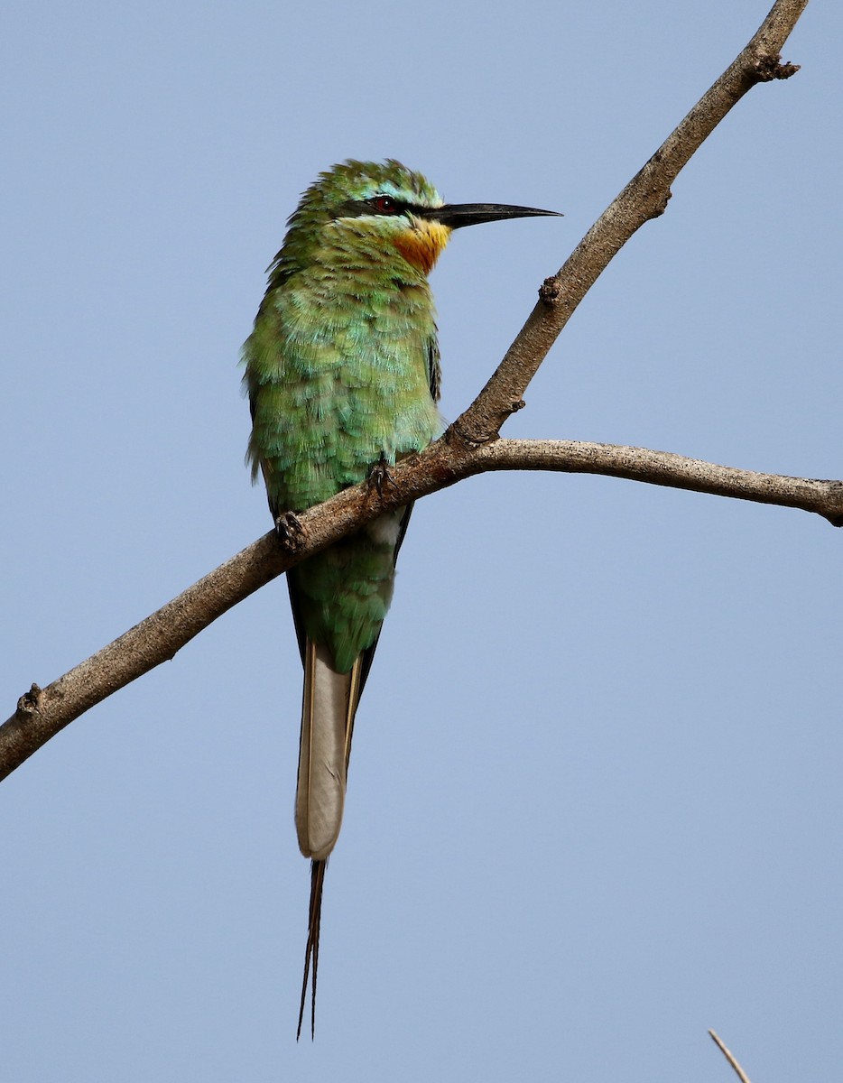 Blue-cheeked Bee-eater - Paul Lenrumé