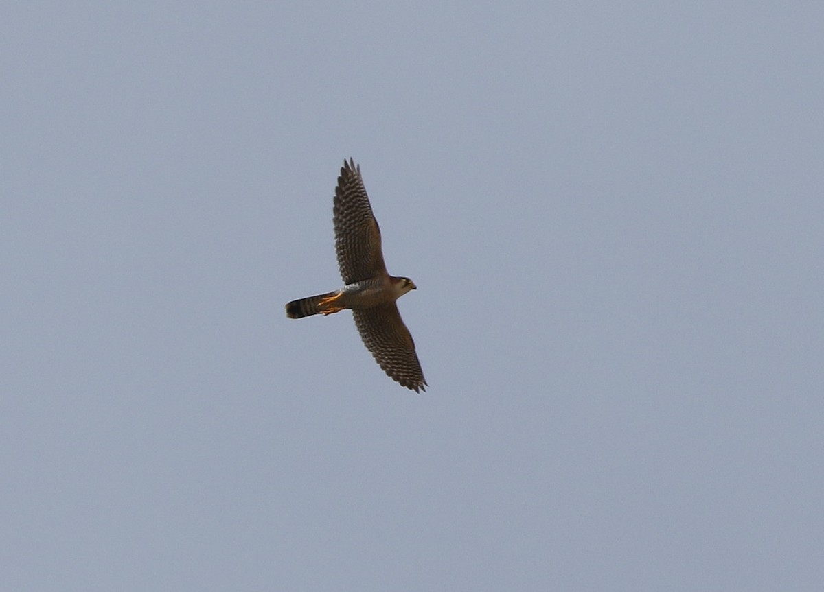 Red-necked Falcon - ML502016701