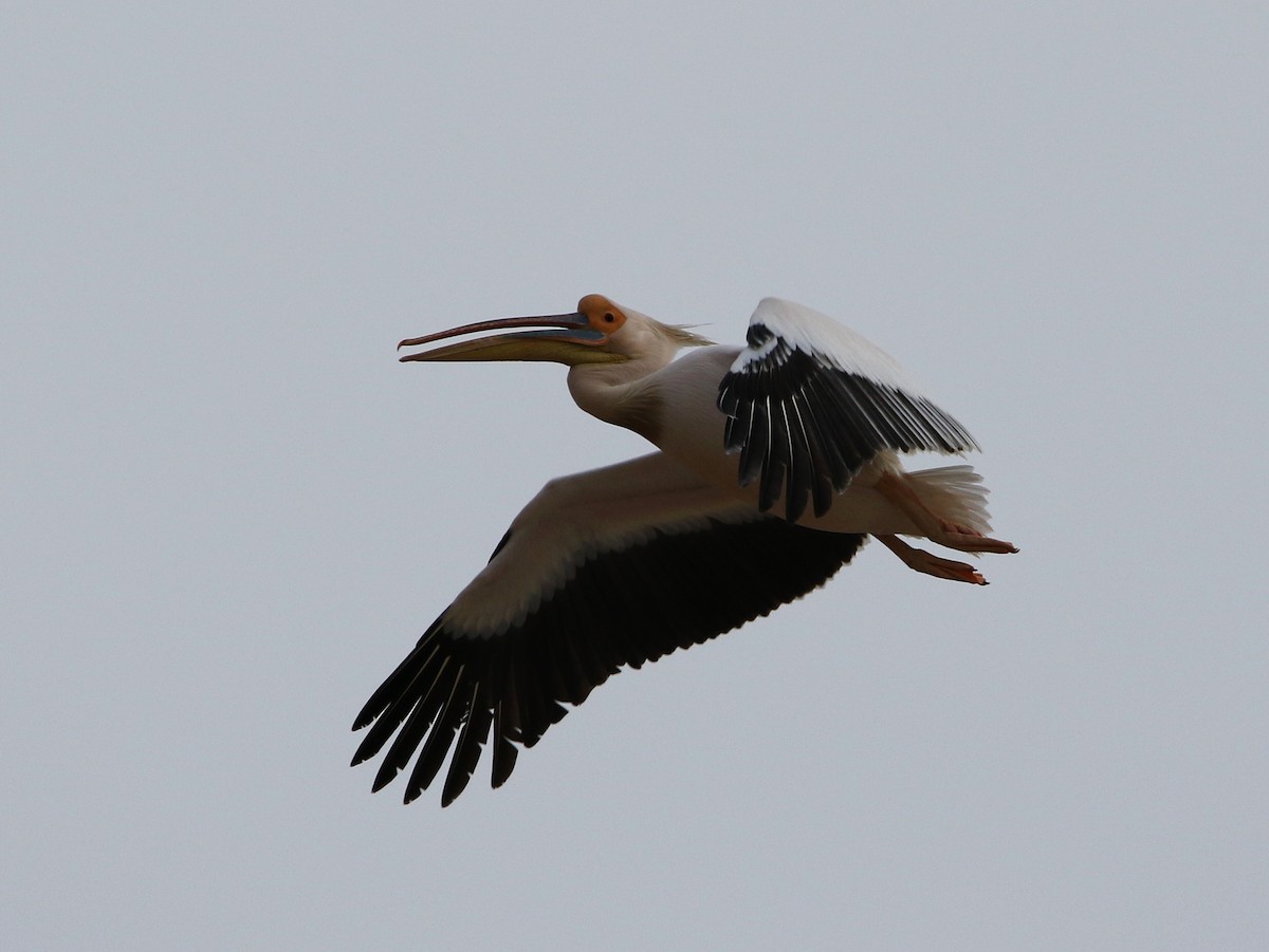pelikán bílý - ML502016841