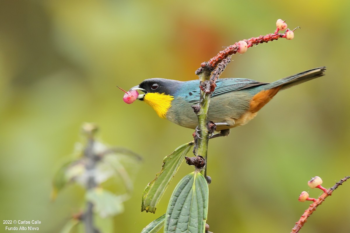 Yellow-throated Tanager - ML502021041