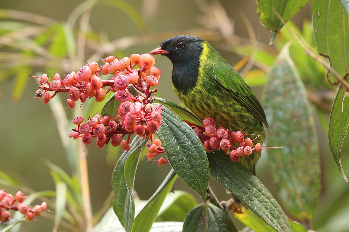 Green-and-black Fruiteater - ML502021211