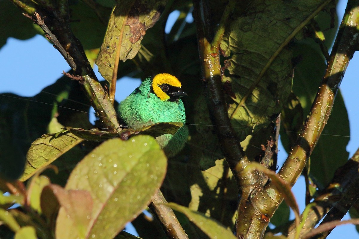 Saffron-crowned Tanager - ML502021721