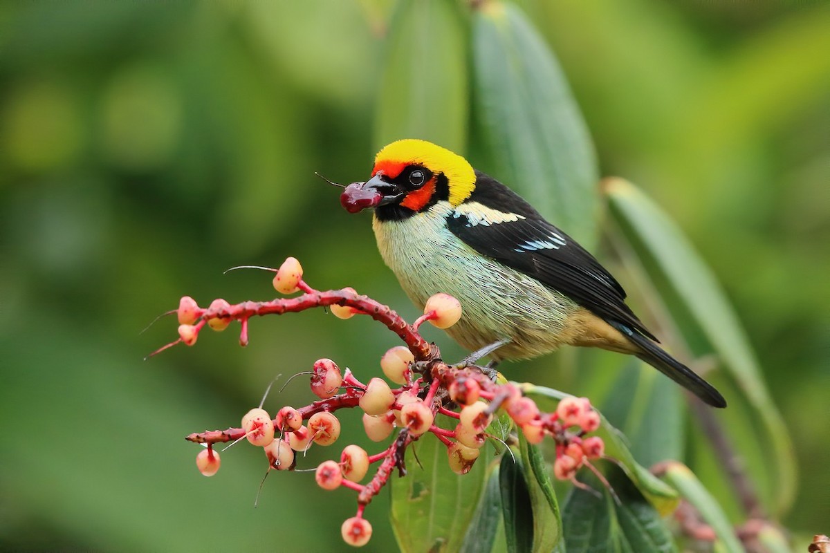 Flame-faced Tanager - ML502021761