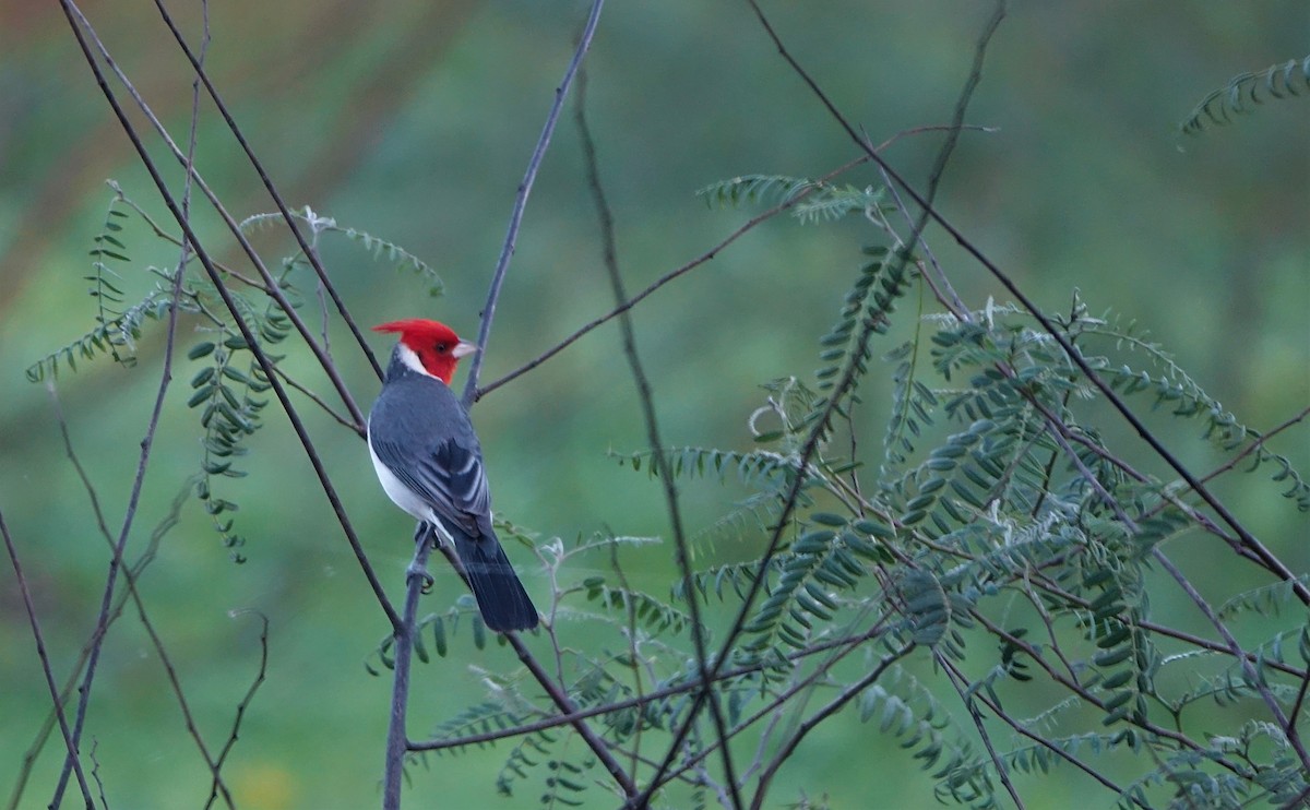 Red-crested Cardinal - ML502023751