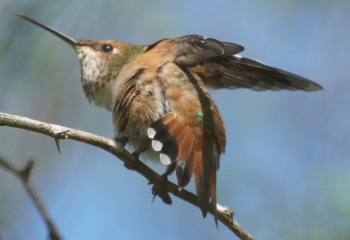 Rufous Hummingbird - Rick Snider