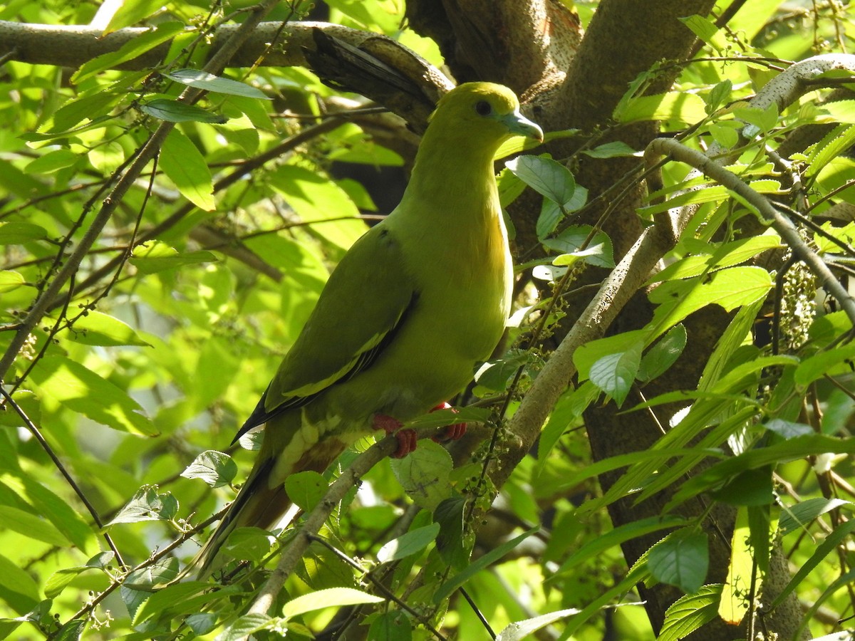 Pin-tailed Green-Pigeon - ML502031391