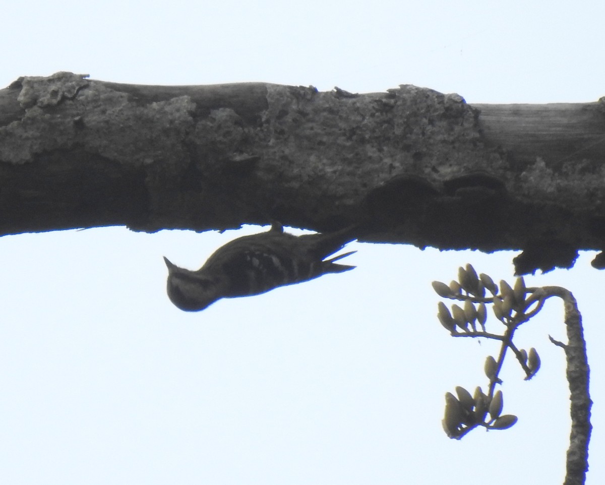Gray-capped Pygmy Woodpecker - ML502031521