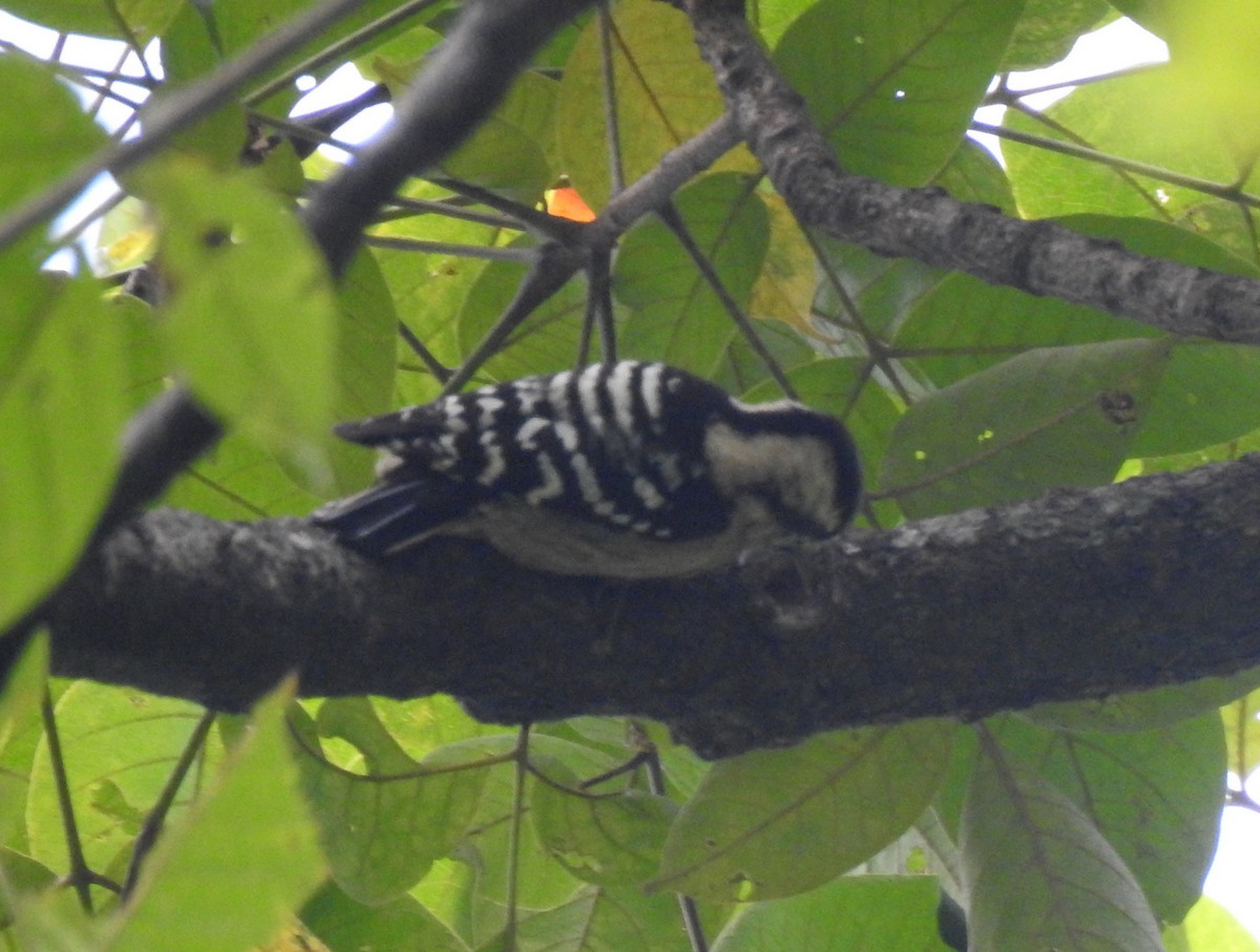 Gray-capped Pygmy Woodpecker - ML502031531