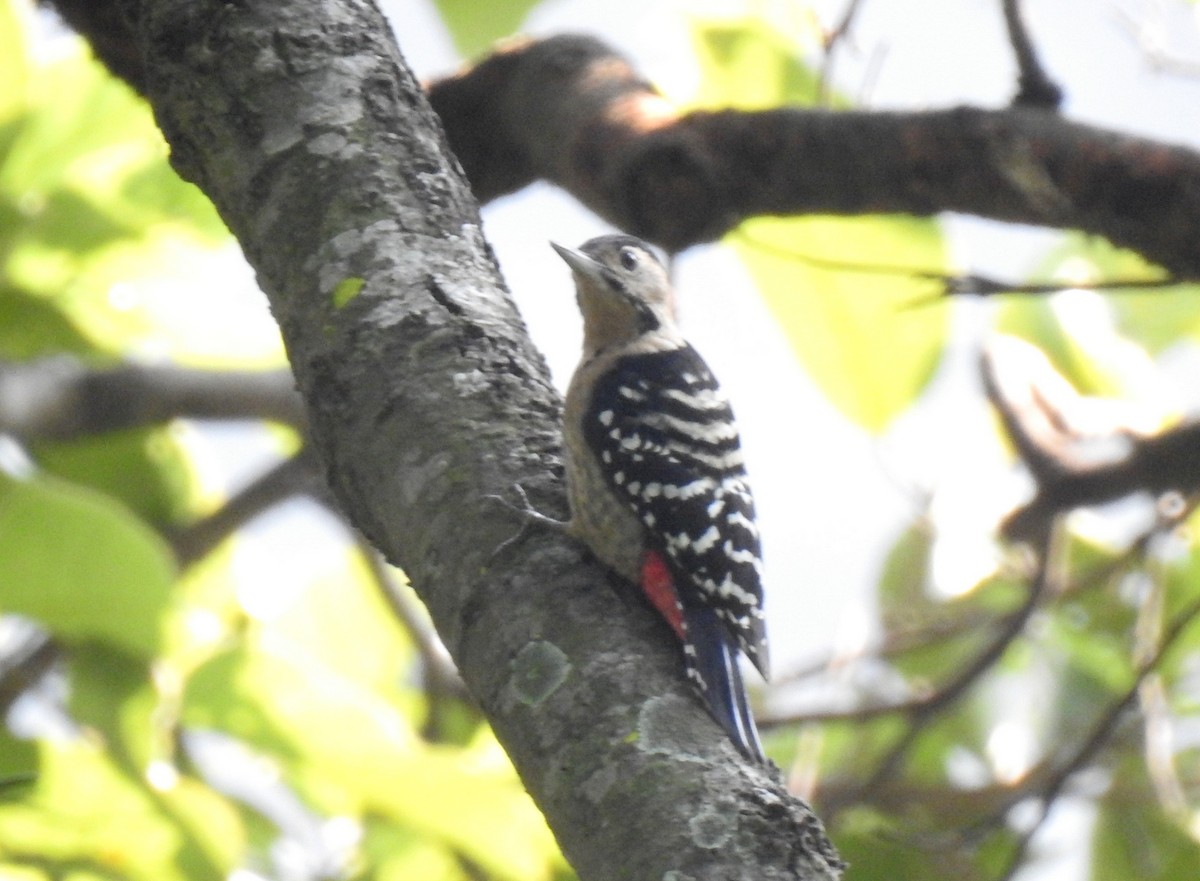 Fulvous-breasted Woodpecker - ML502031591