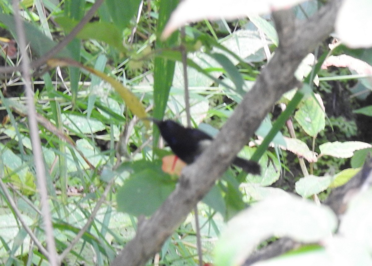 Black-throated Sunbird - ML502032711