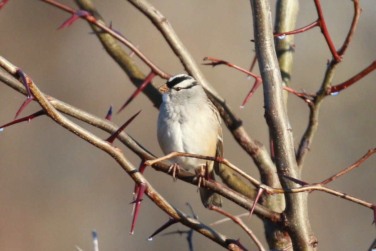 White-crowned Sparrow - ML502034201