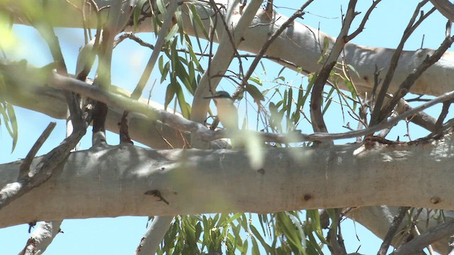 Sacred Kingfisher (Australasian) - ML502037991