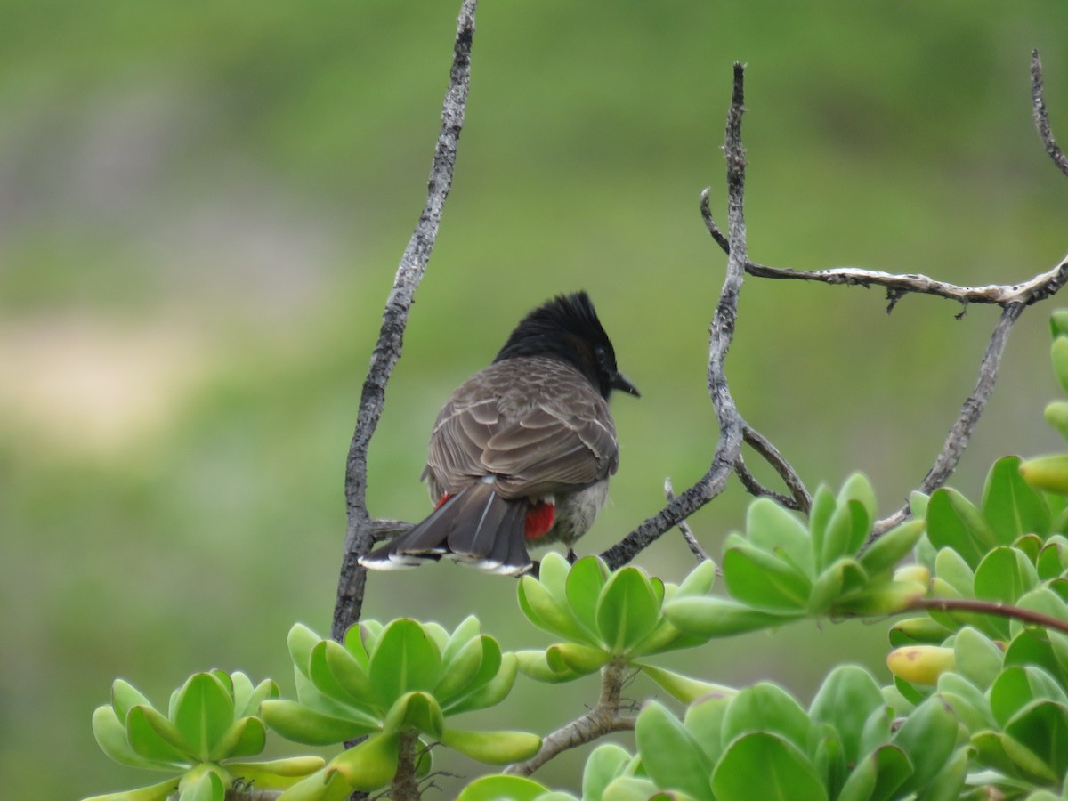 Red-vented Bulbul - ML50204311