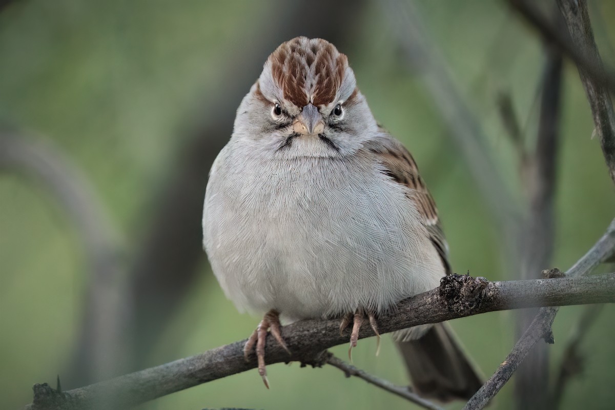 Rufous-winged Sparrow - Shawn Cooper