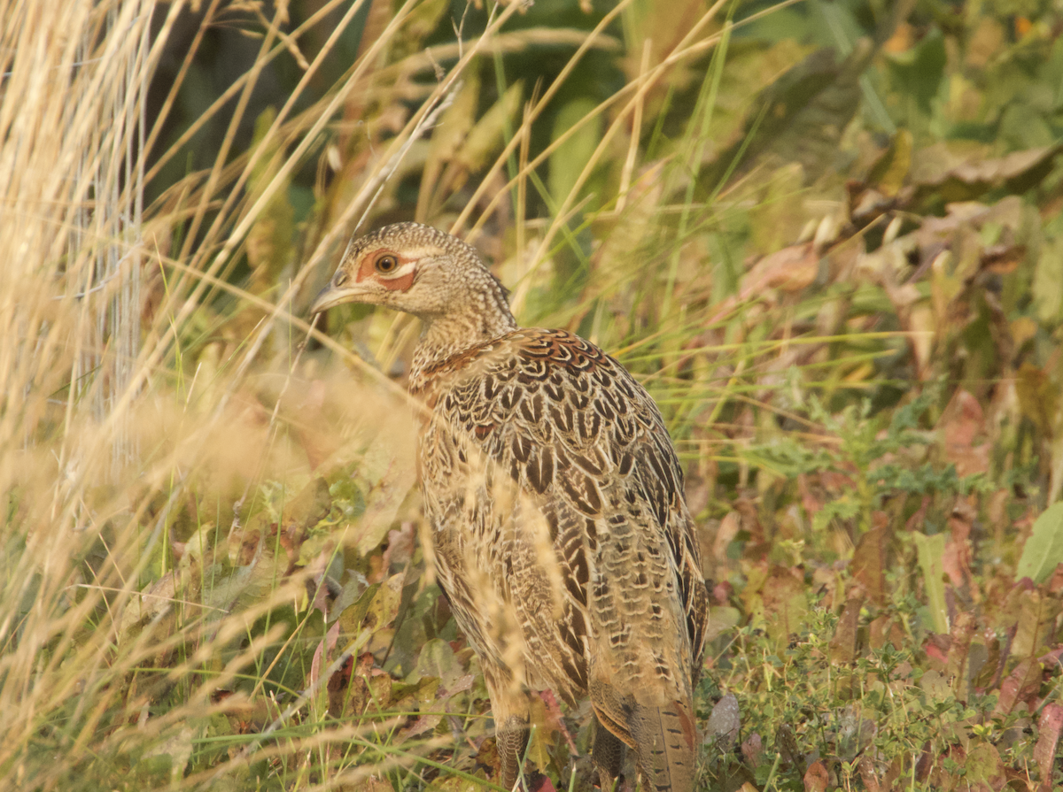 Ring-necked Pheasant - ML502049491