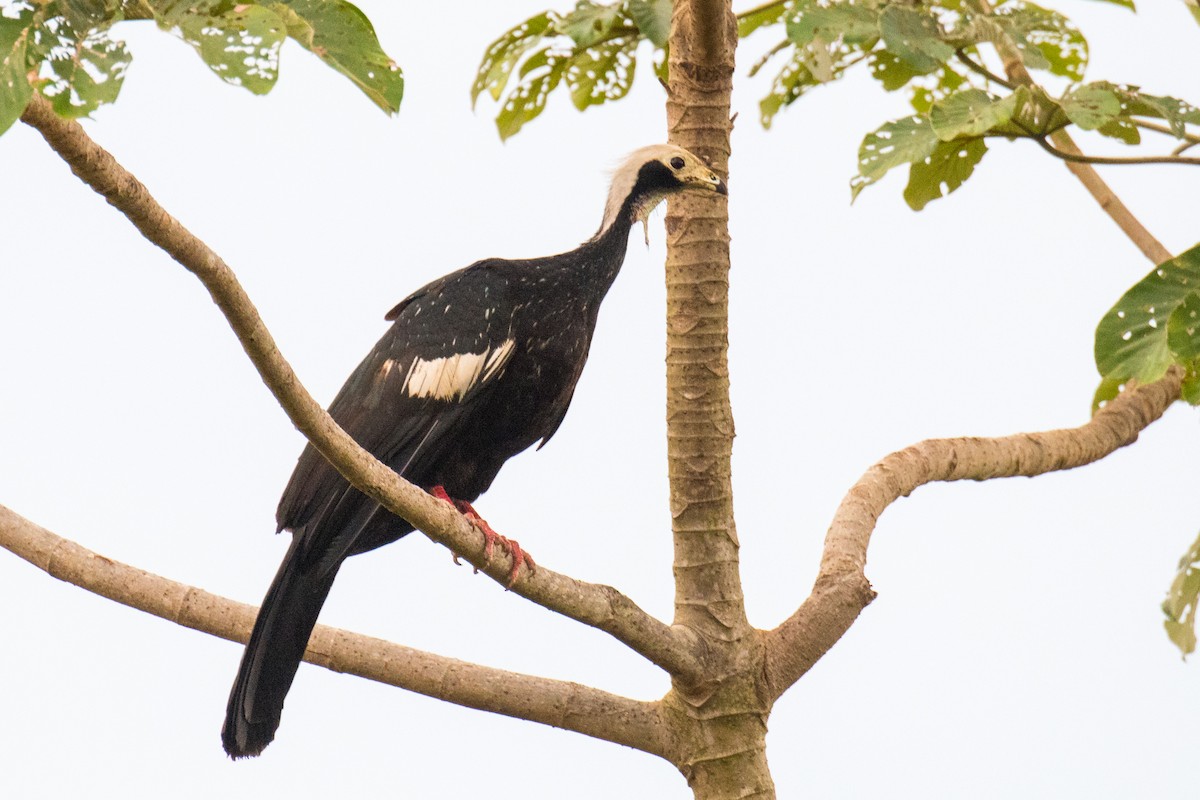 White-throated Piping-Guan - ML502049611