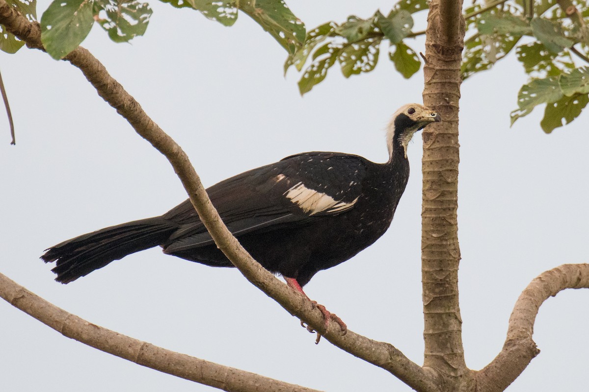 White-throated Piping-Guan - ML502049621