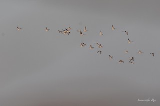 Graylag Goose, ML502052771